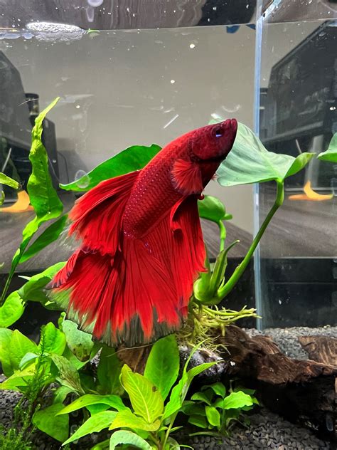 red beta fish|The Red Betta Fish: A Detailed Guide for Beginners.